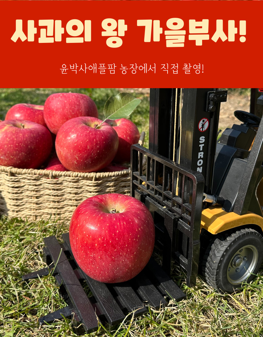 가을사과 [부사]  10kg 40과 [소과]